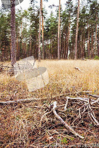 Image of Autumn Forest. Russian Nature