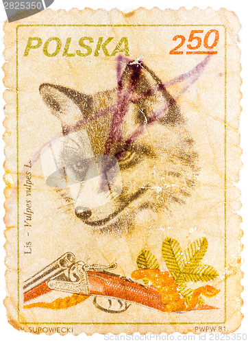 Image of Stamp printed in Poland shows image of a fox and shotgun