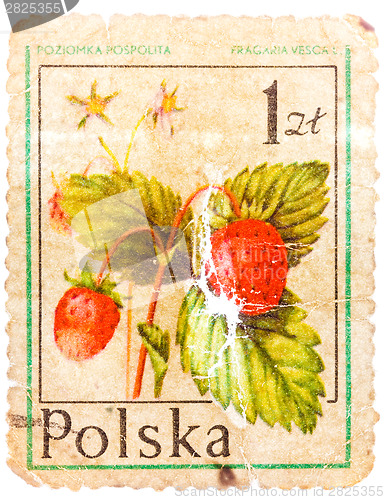 Image of Stamp printed in POLAND shows Fragaria vesca