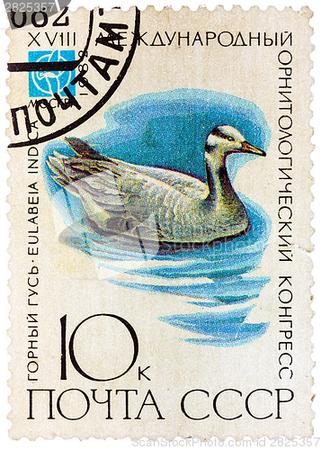 Image of Stamp printed in USSR (Russia) shows a bird Eulabeia indica 