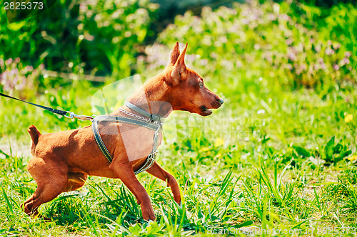 Image of Close Up Brown Dog Miniature Pinscher Head