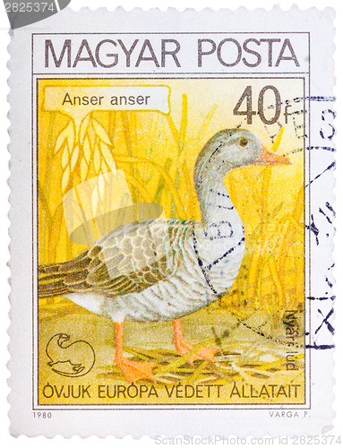 Image of Stamp printed in Hungary shows Graylag Goose, with the inscripti