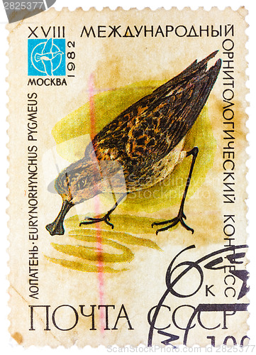 Image of Stamp printed in USSR (Russia) shows a bird Eurynorhynchus pygme