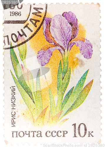 Image of Stamp printed in USSR from the "Plants of Russian Steppes " issu