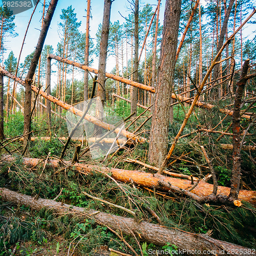 Image of Windfall in forest. Storm damage.