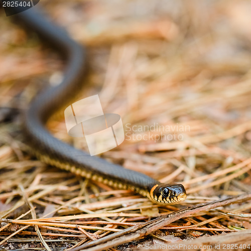 Image of Grass-snake, adder in early spring