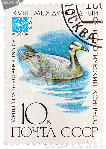 Image of Stamp printed in USSR (Russia) shows a bird Eulabeia indica 