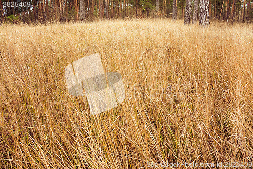 Image of Autumn Forest. Russian Nature