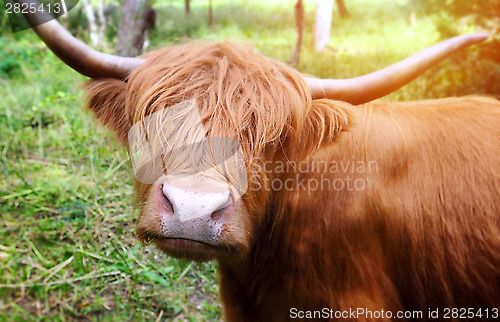 Image of Longhaired cattle up close.