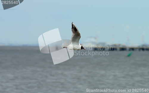 Image of Seagull