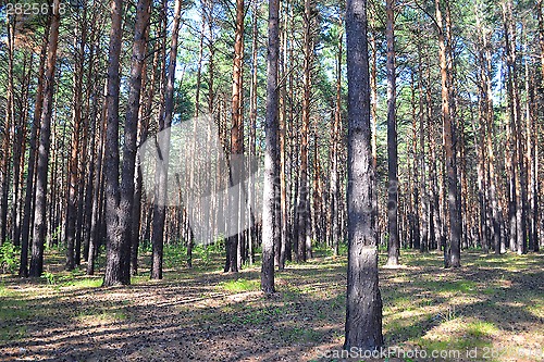 Image of Pine wood in the summer.