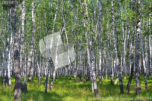Image of birch wood in the summer.