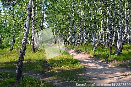 Image of Footpath in the summer birch wood.