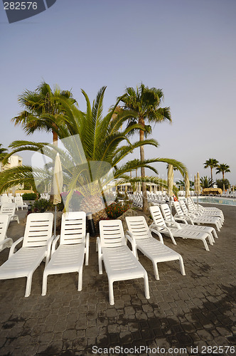 Image of Sunbeds and palm