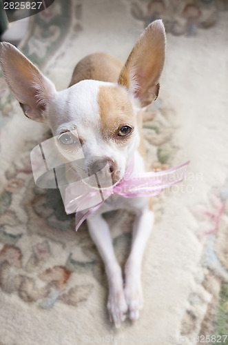 Image of Chihuahua Ribbon