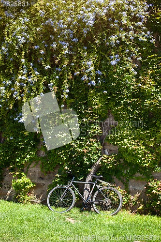 Image of Old bicycle near  wall with flowers