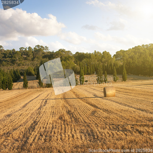 Image of wheat field on sunset