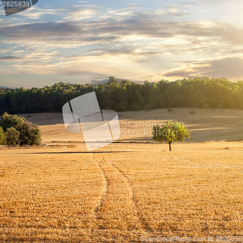 Image of wheat field on sunset