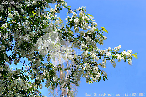 Image of big branches of bird cherry tree