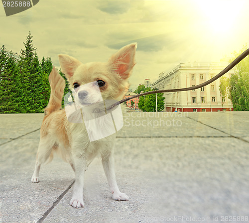 Image of chihuahua walking