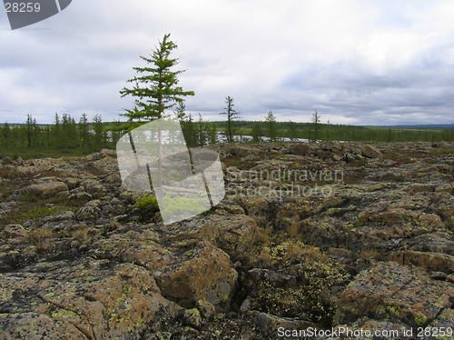 Image of Tundra landscape