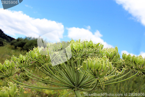 Image of big umbels of Heracleum