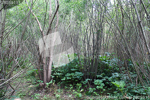 Image of brushwood of pussy-willow