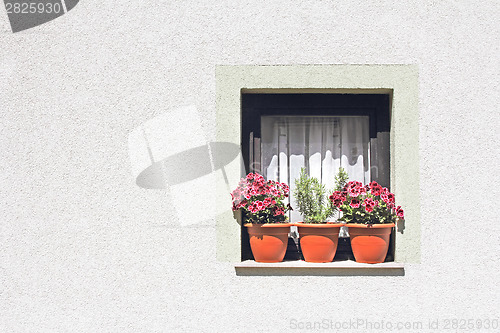 Image of Flowers in the window