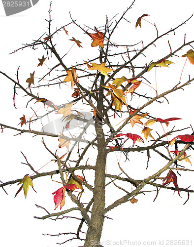 Image of Deciduous tree