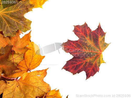 Image of Autumn maple-leafs 