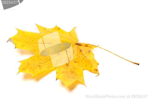 Image of Autumn yellow maple leaf