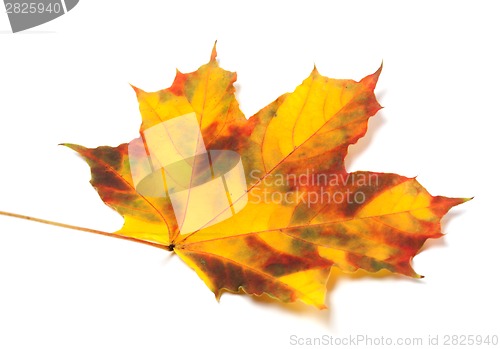 Image of Yellowed autumn maple leaf on white background