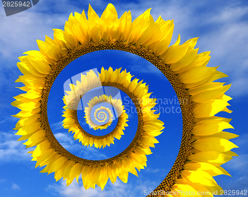 Image of Abstract sunflower spiral