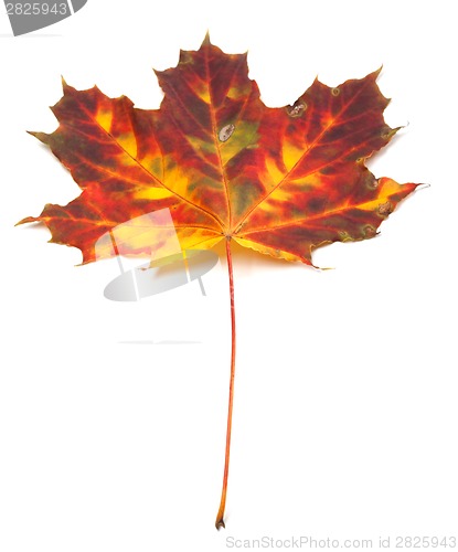 Image of Multicolor autumn maple-leaf