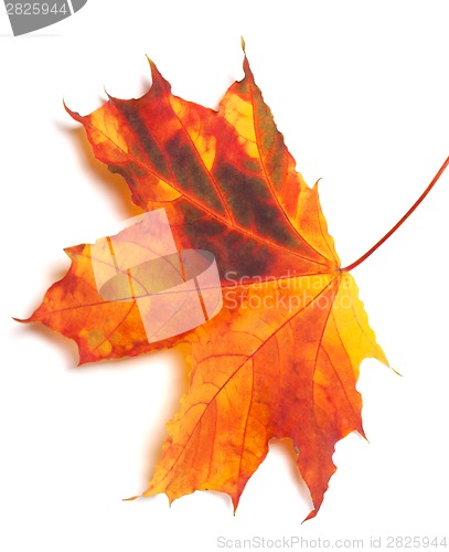 Image of Autumn multicolor maple-leaf