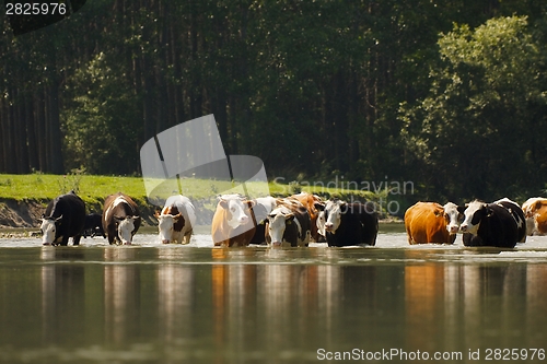 Image of Cows in the water