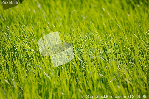 Image of Green Grass