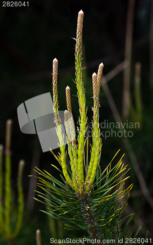 Image of Pine buds