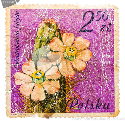 Image of Stamp printed in POLAND shows a cactus with light pink flowers