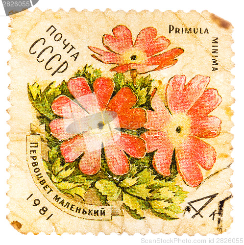 Image of Stamp printed in USSR shows a Primula minima