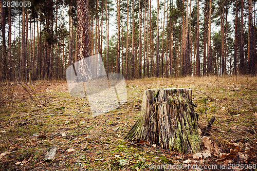 Image of Autumn Forest. Russian Nature