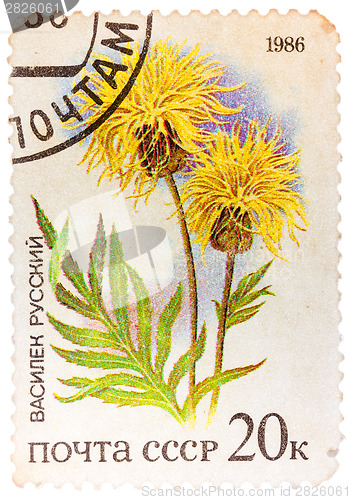 Image of Stamp printed by Russia, shows wild flower Russian knapweed