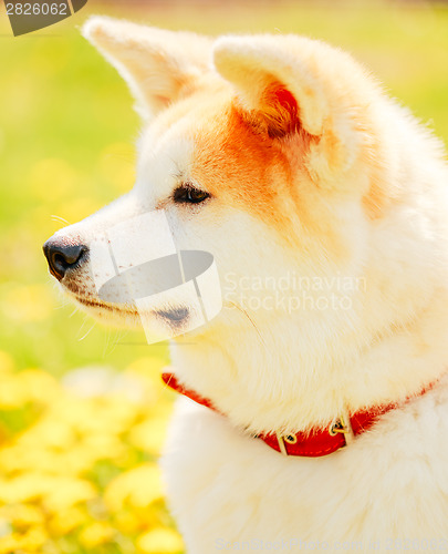 Image of Akita Dog (Akita Inu, Japanese Akita)