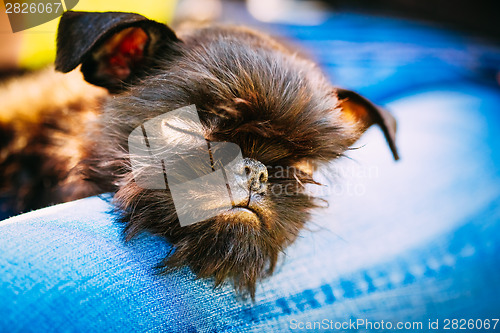 Image of Black Dog Griffon Bruxellois (Brussels, Belge)