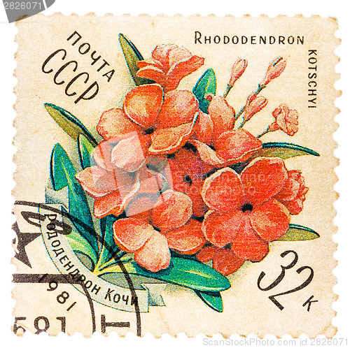 Image of Samp printed by USSR, shows Rhododendron kotschyl