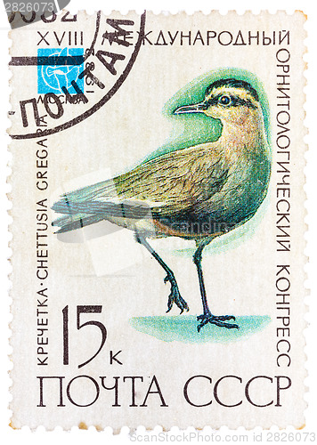 Image of Stamp printed in USSR (Russia) shows a bird Chettusia gregaria