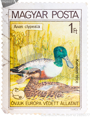 Image of Stamp printed in HUNGARY shows a Northern Shoveler (Anas clypeat