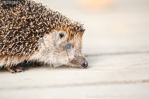 Image of Hedgehog