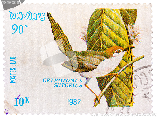 Image of Stamp printed in LAOS shows Common Tailorbird (Orthotomus sutori