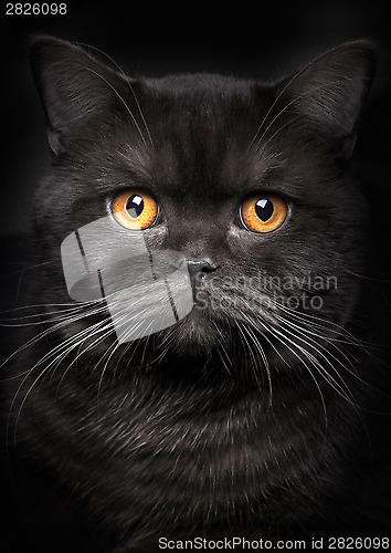Image of Portrait of black cat